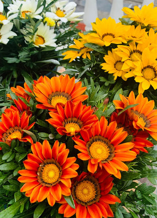 Medal Chrysanthemum Seeds - Flower of Glory