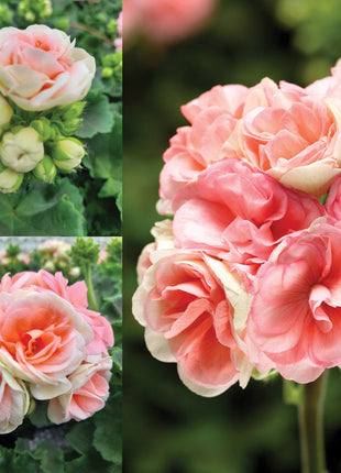 Rosebud Astrid Seeds