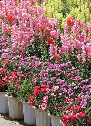 Dwarf Snapdragon  Seed Mixed