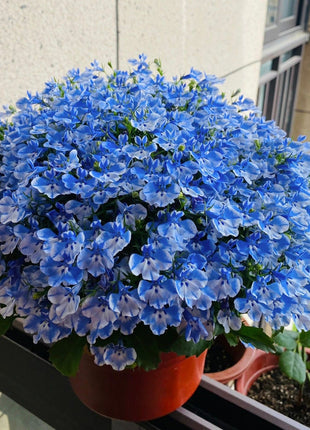 Lobelia Seeds - One of the best edging plants