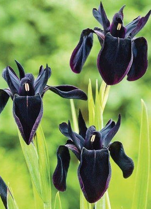 SIBERIAN IRIS ROOTS (FALL-PLANTED) - BLACK FLOWERED