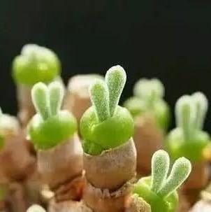 500Pcs Monilaria Obconica Bunny Seeds – Rare, Adorable Succulent for Indoor and Outdoor Gardening, Perfect for Unique Plant Displays