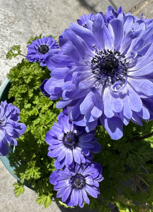 🌸Double Anemone Seeds