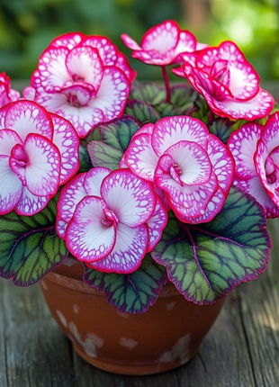 Begonia Rex 'Peppermint Twist'