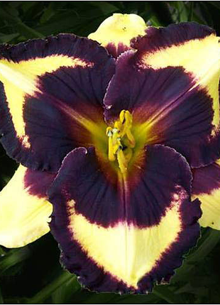 Daylily Hybrid Flowers Seeds, Hemerocallis Hybrid, 20pcs/pack