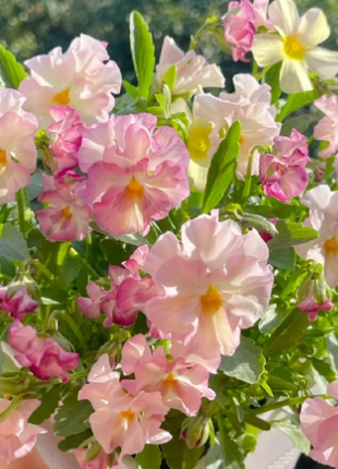 💐 Pansy Winter Elf Series - I Miss You Endlessly