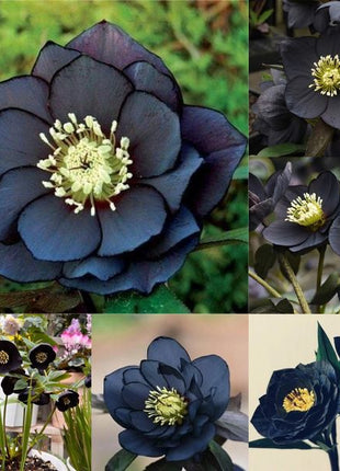 Honeymoon Hellebore, Christmas Rose