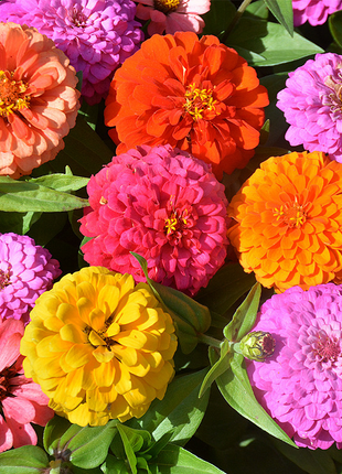 Mixed Zinnia Seeds