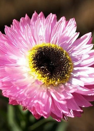 DAISY SEEDS (PAPER) - GIANT FLOWERED MIX