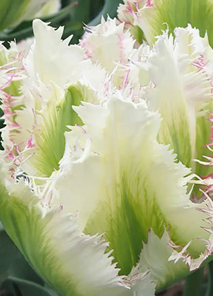 Bonsai Rare Color Tulip Seeds #7