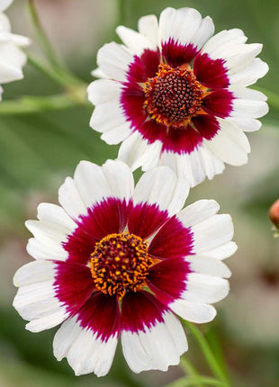 Coreopsis, Ruby Kiss