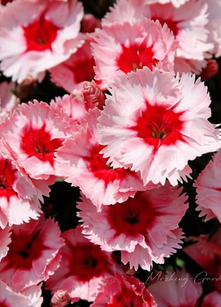 Strawberry Colored Dianthus Potted Plant