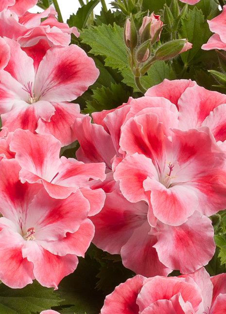 Candy Flowers Peach Cloud Seeds