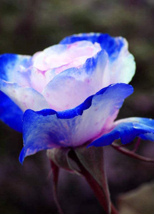100 Pcs/Rare Bag Blue Pink Rose Seeds Scented  Plants  Flowers
