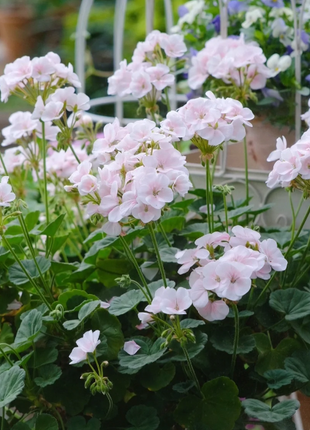 🌸Geranium - Happiness Is Around You