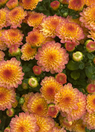 🌸Candy Chrysanthemum Seeds