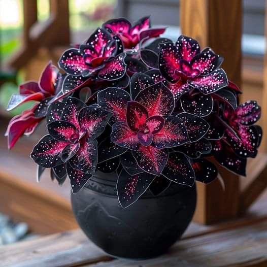 🌺Phantom Begonia 🌺