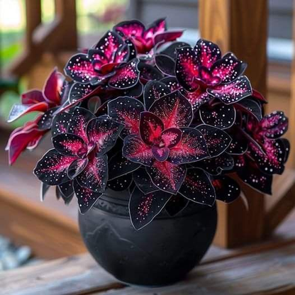 🌺Phantom Begonia 🌺