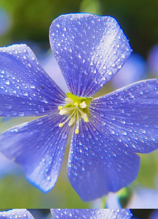Perennial Blue Flax Seeds, Linum Perenne