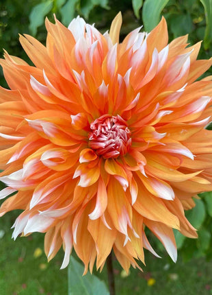 💐Colorful Dahlia Seeds-The Power of Life