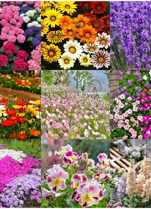 🌺Four Seasons Flowering Mixed Flower Seeds - Easy to Grow