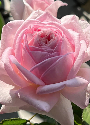 Rare Colorful Rose Plant Seeds for Home Garden