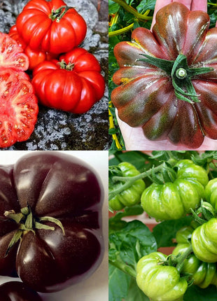 Multicolor Tomato Seeds-No Gmo