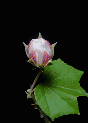 Color-changing Hibiscus Flower Seeds