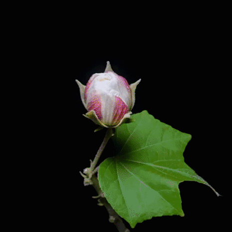 Color-changing Hibiscus Flower Seeds