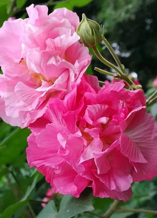 🌸Drunken Hibiscus - Changes Color Three Times a Day