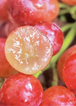 Giant Grape Tree Seeds: Thin-Skinned, Large, and Seedless 🍇🌿