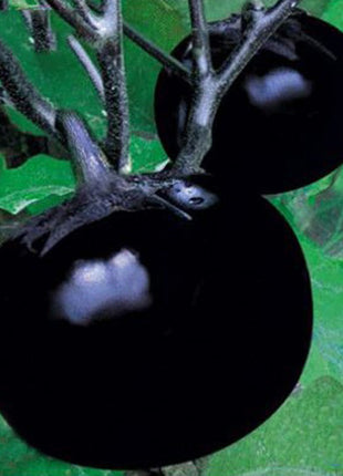 Beijing eggplant round organic vegetable eggplant seeds 100seed
