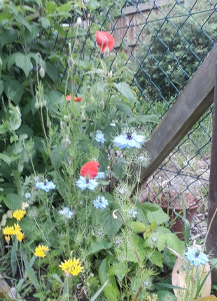 Nigella Miss Jekyll Mix Organic