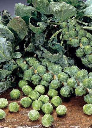 Brussels Sprouts Marte F1