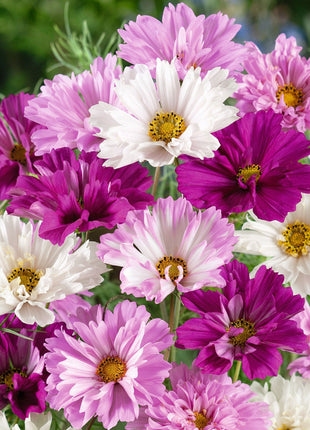 🌸Double Cosmos Seeds-Flower of Happiness