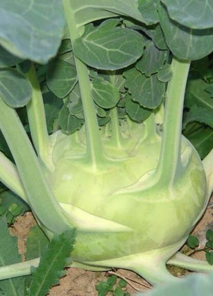 Kohlrabi Seeds