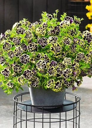 Black Pearl Double Petunia Seeds
