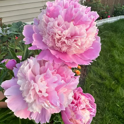 🌺 The Queen of Flowers—Double Petaled Piani