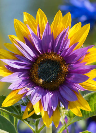 Purple Heart Sunflower Seeds