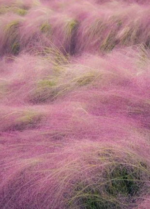 100Pcs Muhlenbergia Capillaris