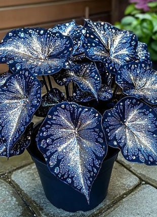 Blue Night Spark Begonia