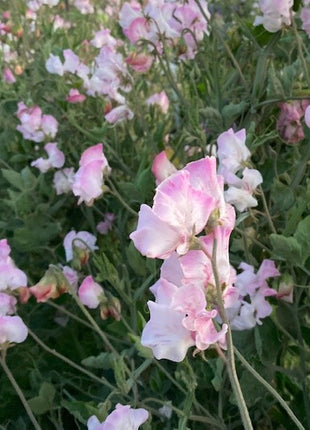 ANNIVERSARY SWEET PEA SEED