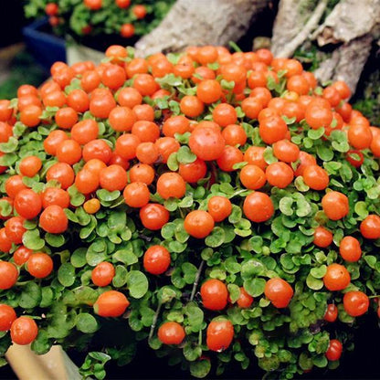 Egrow 50Pcs（100Pcs）/Bag Lamp Beads Grass Seeds Flower Seeds Garden Bonsai Plant for Home Garden Plants