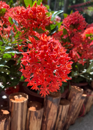 Dragon Boat Flower Seeds