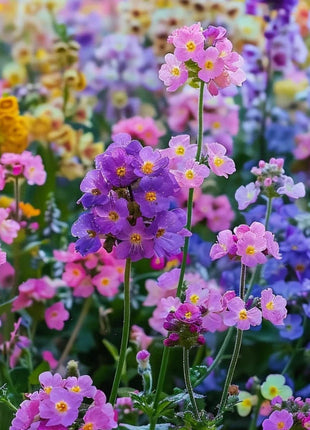 Colorful Rapeseed Flower Seeds