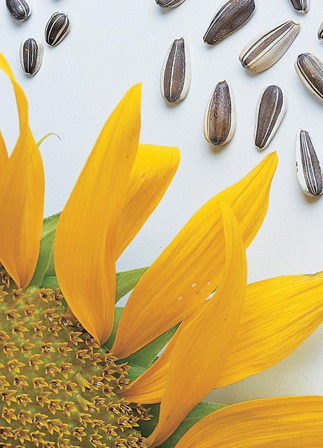 Sunflower, Super Snack Mix Hybrid