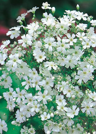 100pcs Gypsophila seeds Baby's Breath Gypsophila