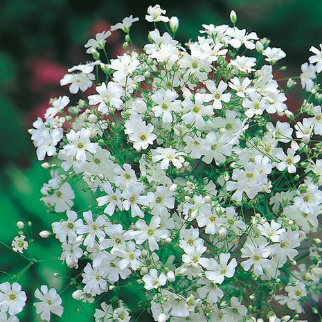100pcs Gypsophila seeds Baby's Breath Gypsophila