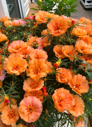Heavy Petals Pine Leaf Peony