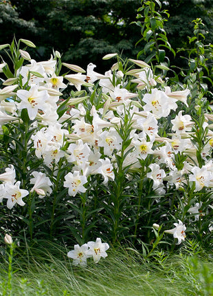 Lily Bulbs